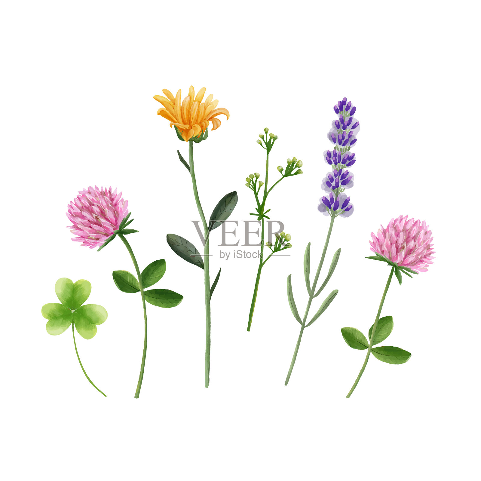 设置野花在白色背景wat插画图片素材