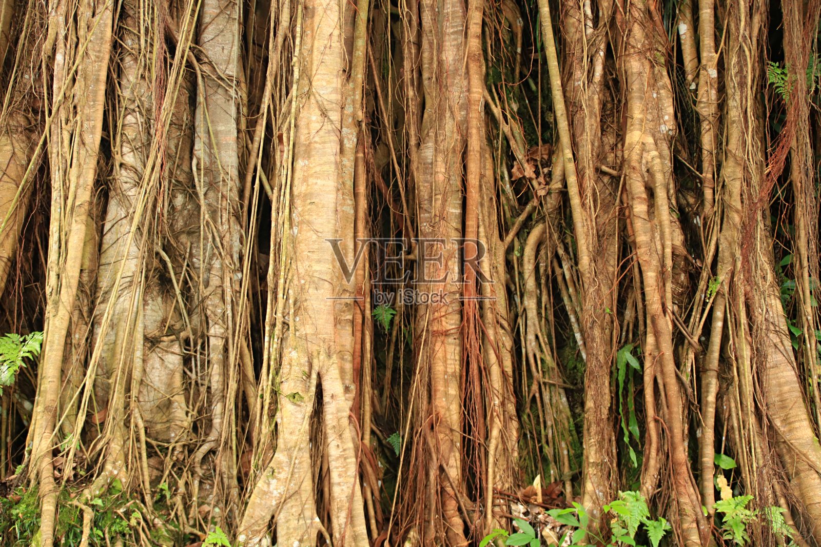 榕树气生根照片摄影图片