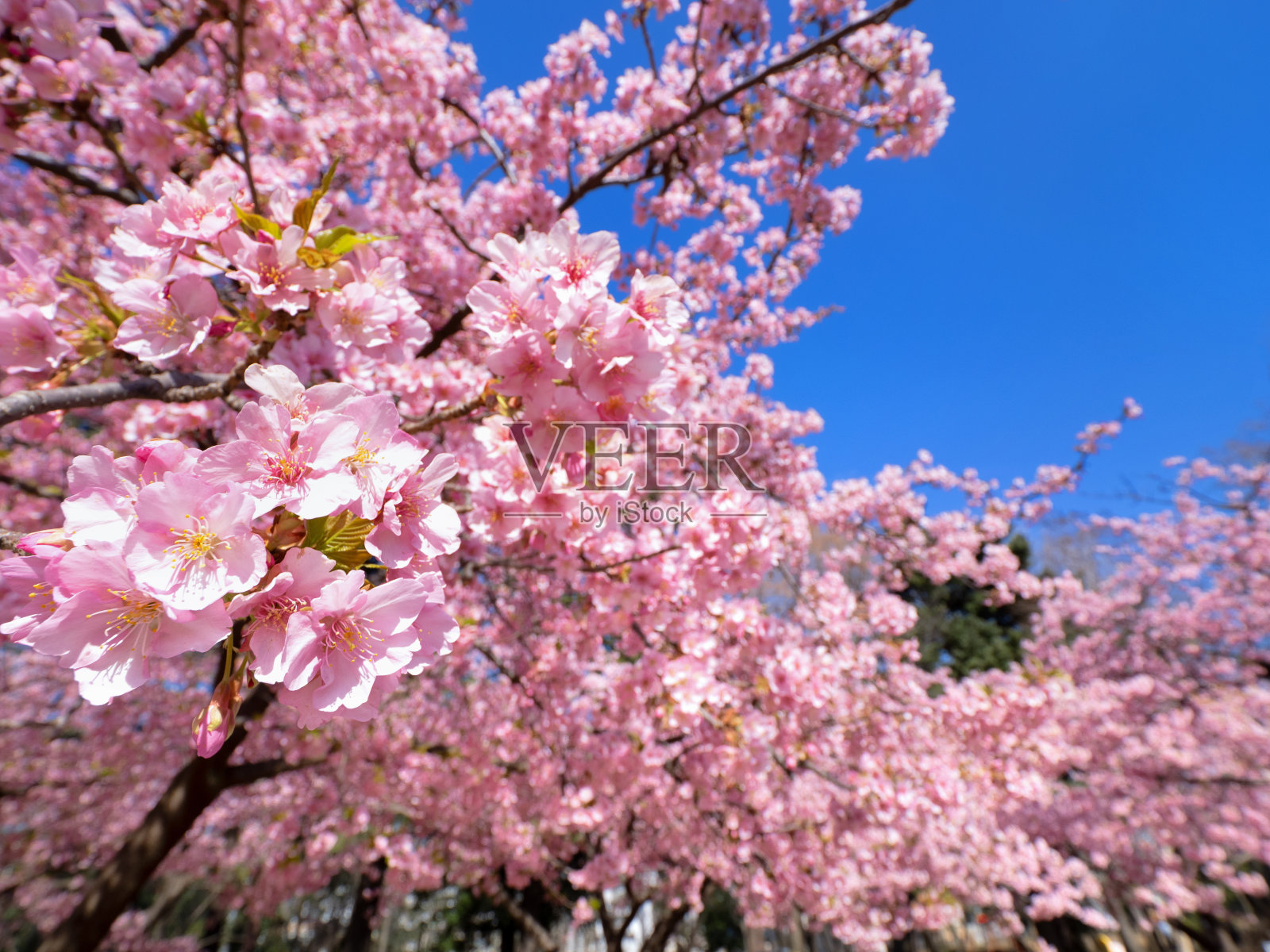日本樱花盛开照片摄影图片