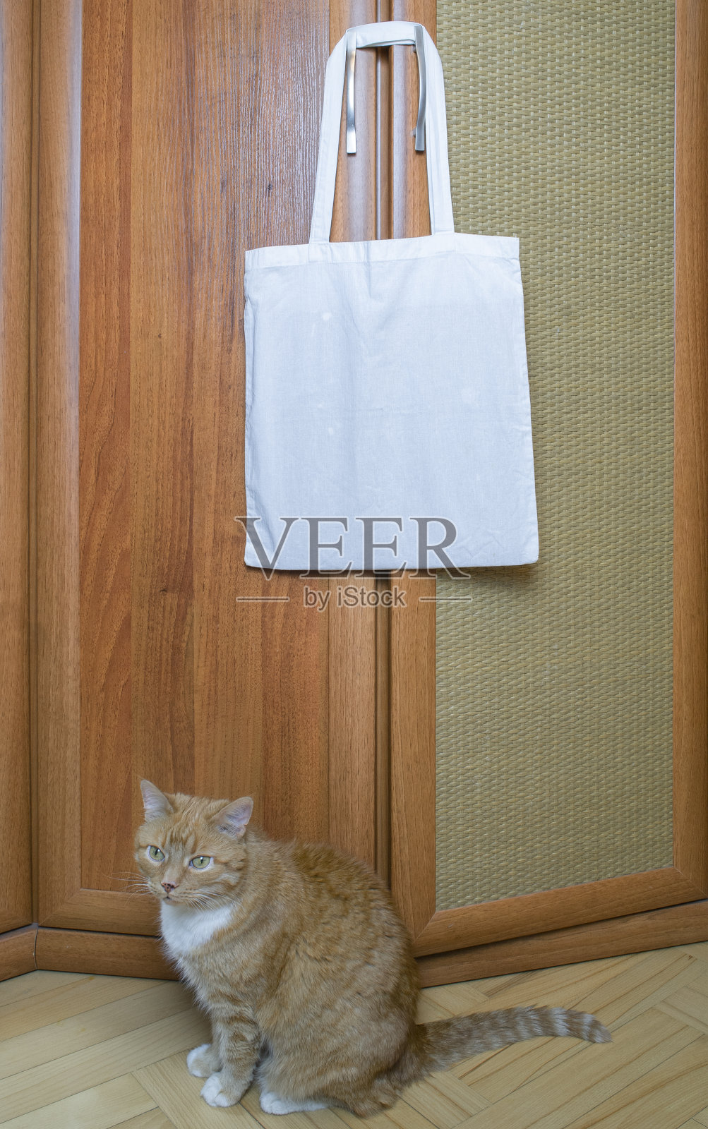 挂在门把手上的白色帆布包与向上看的姜色猫,留白区域,选择性聚焦照片摄影图片