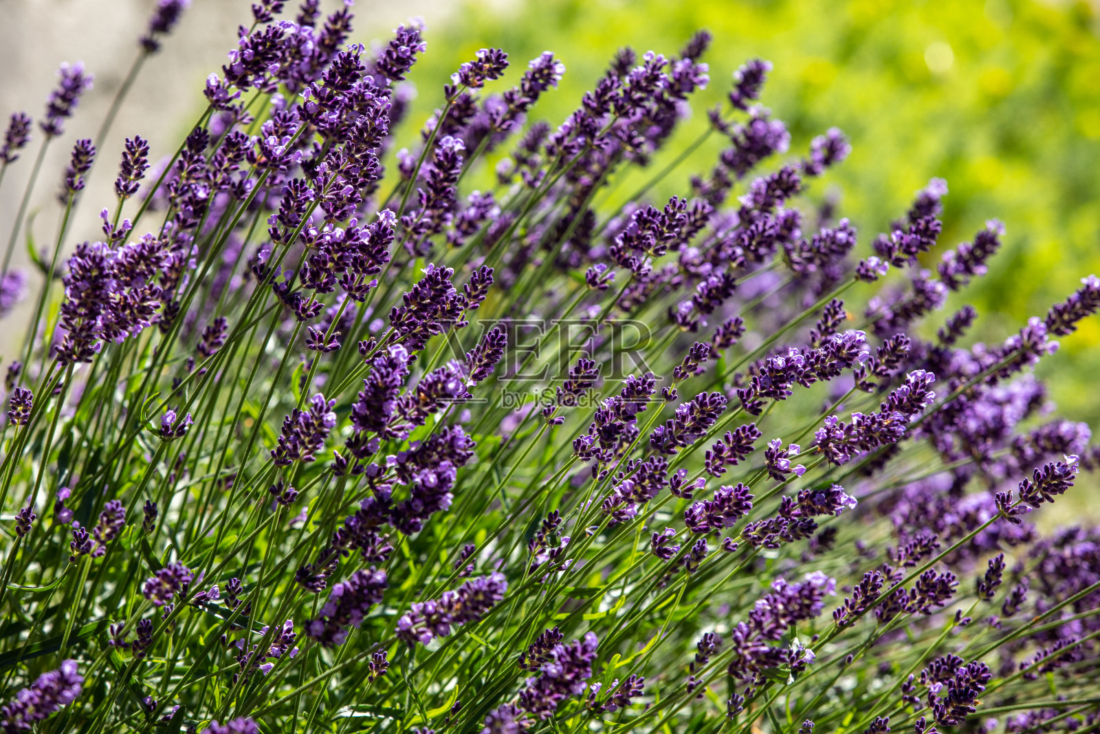 法国索附近普罗旺斯盛开的薰衣草照片摄影图片