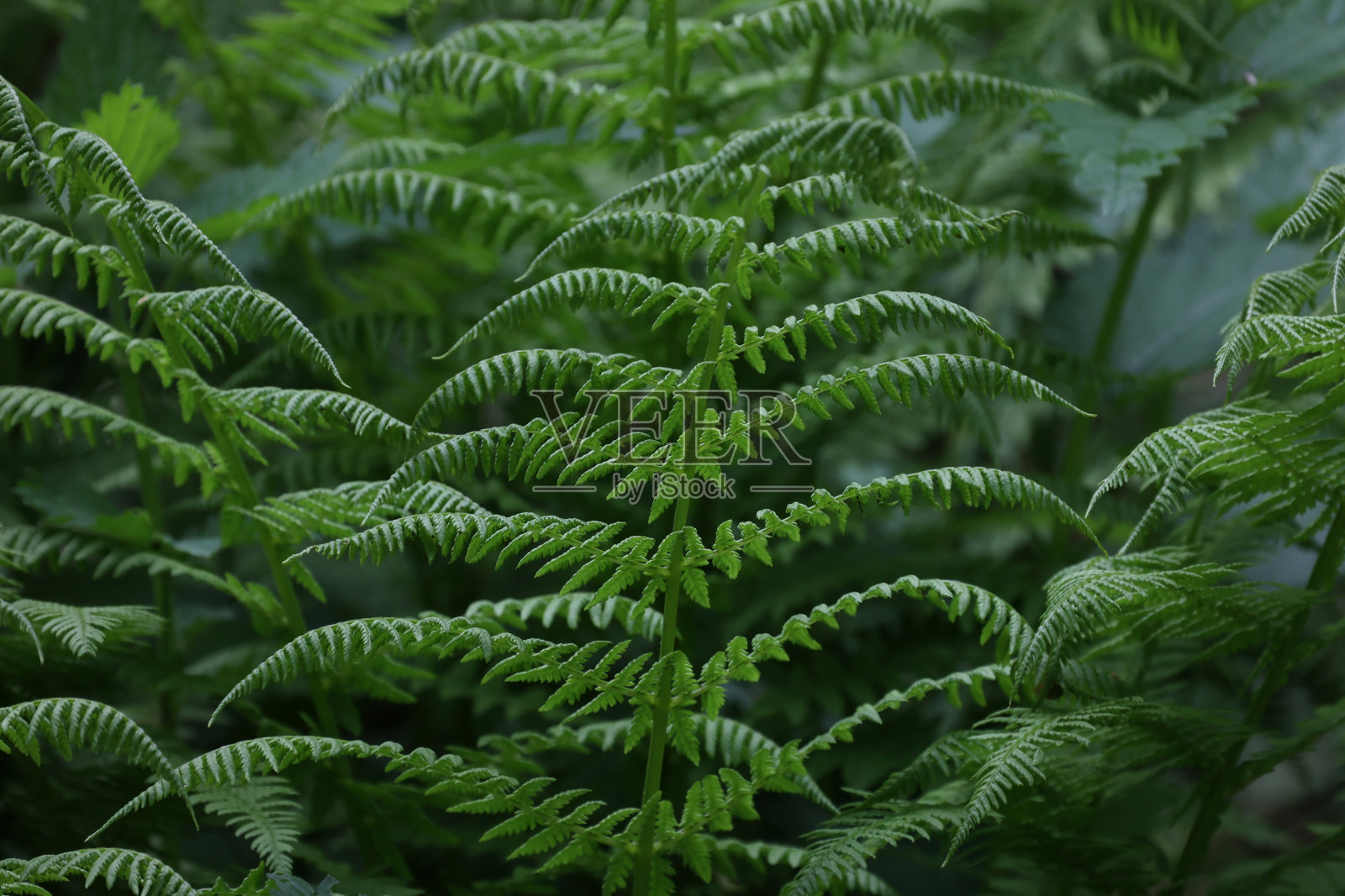 夏天森林里的绿蕨叶照片摄影图片