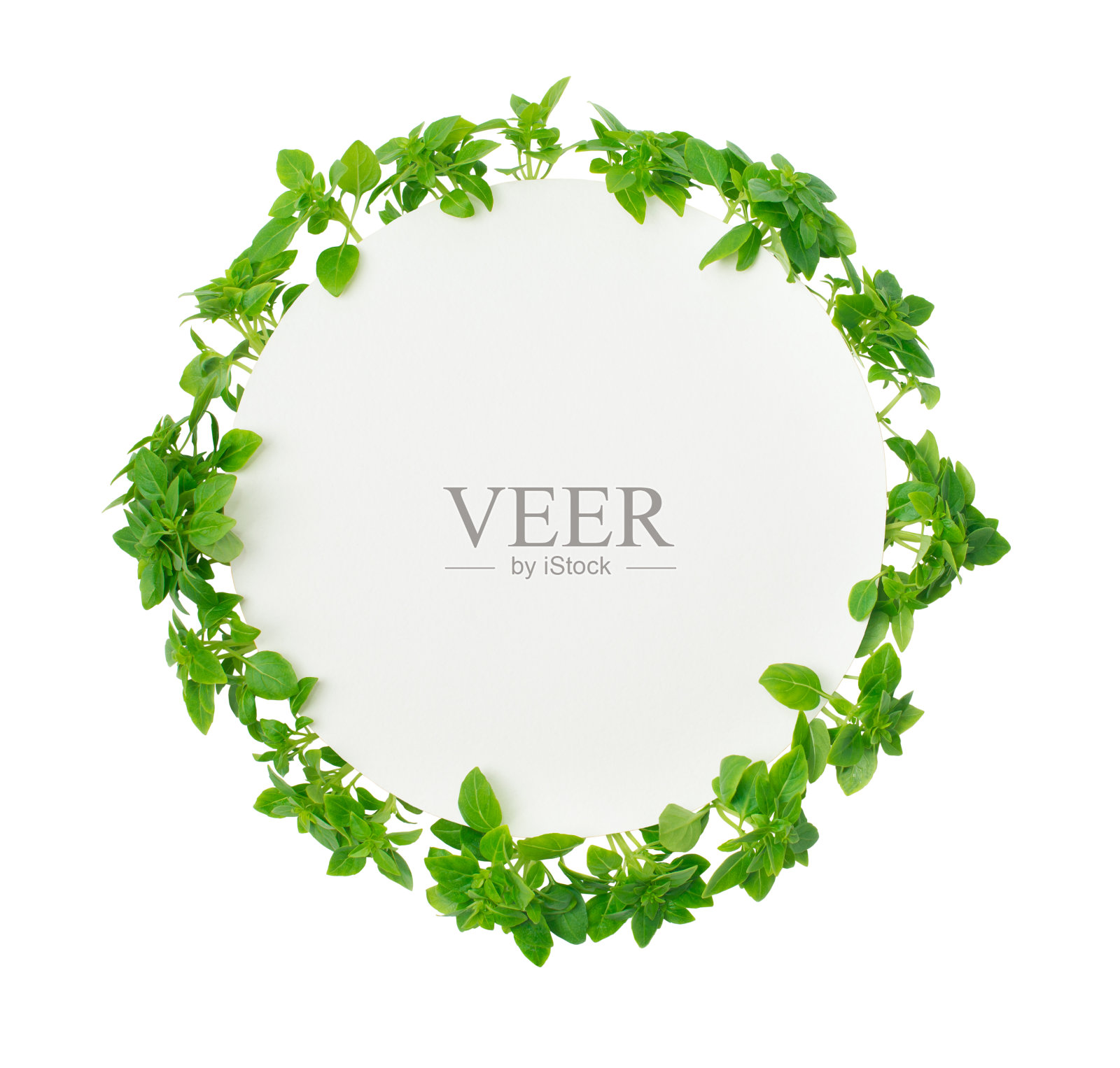 新鲜罗勒叶周围的圆形纸与复制空间隔离。照片摄影图片