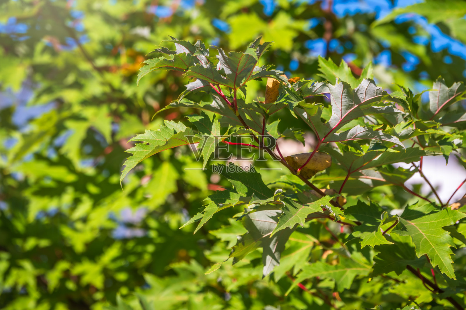 35、秋天的枫树枝头上长着绿色和黄色的叶子,在夕阳的照射下。照片摄影图片