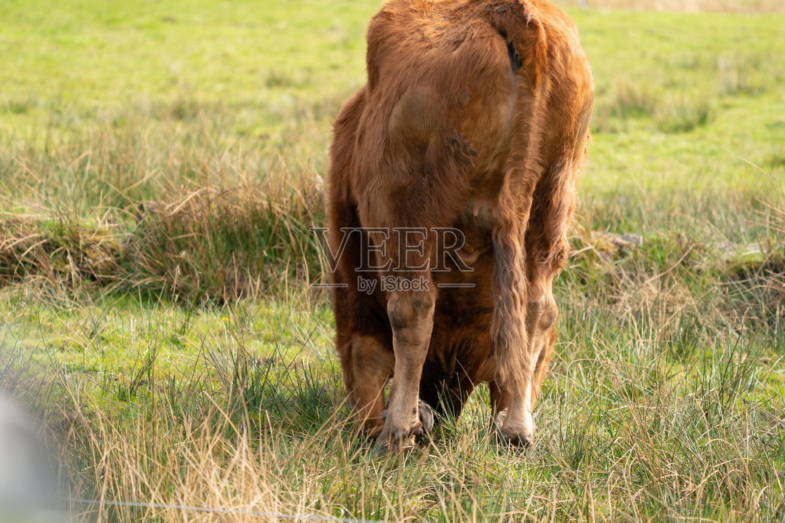 红安格斯牛试图在绿色的荷兰草地上爬起来。从背后看照片摄影图片
