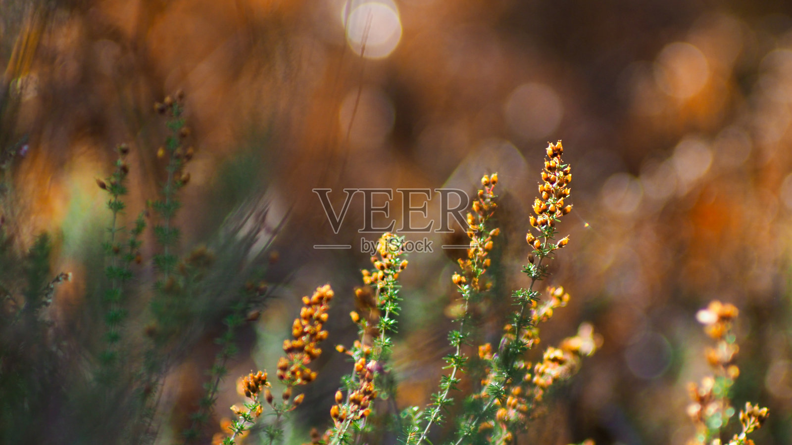 兰德斯森林中的石楠和蕨类植物照片摄影图片