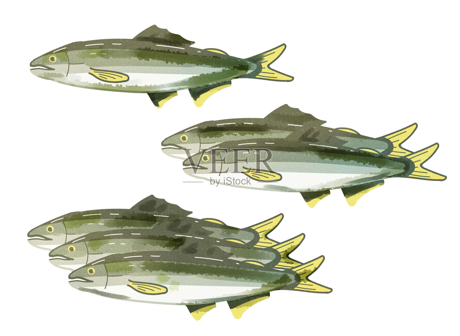 香鱼水彩风格插画图片素材