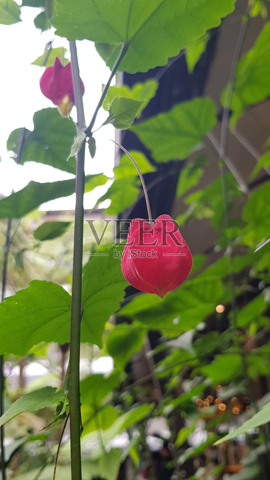 自然照片摄影图片