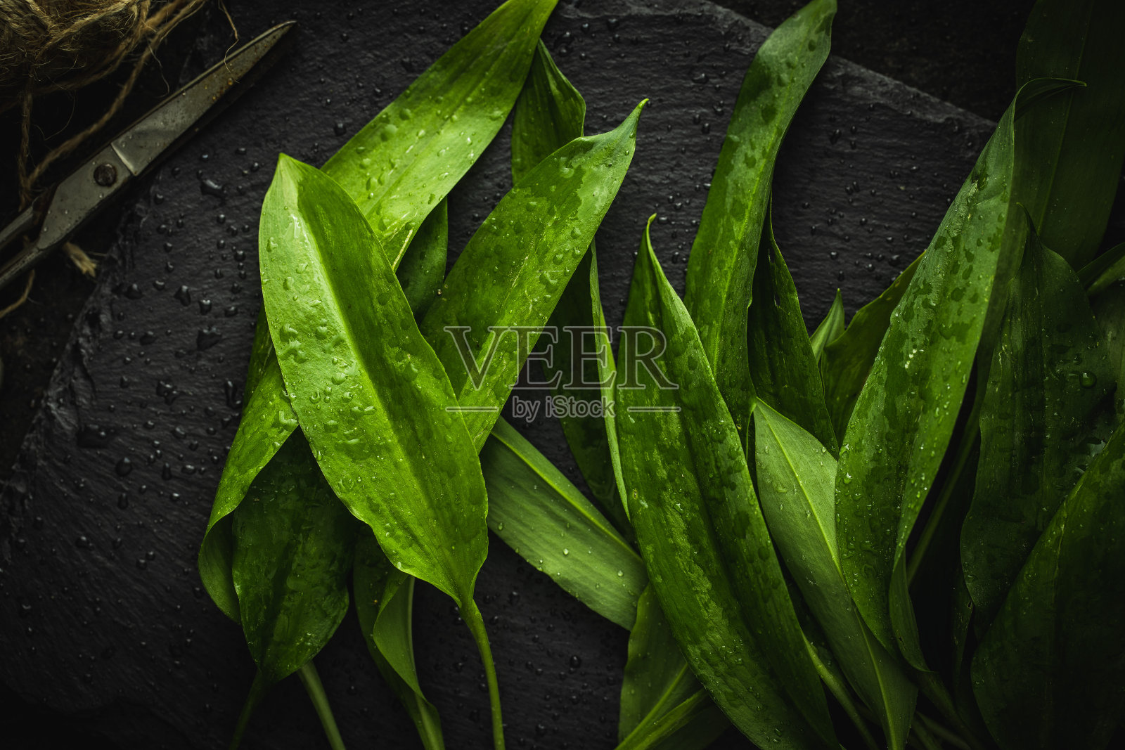 熊葱绿色叶子。野生大蒜。照片摄影图片