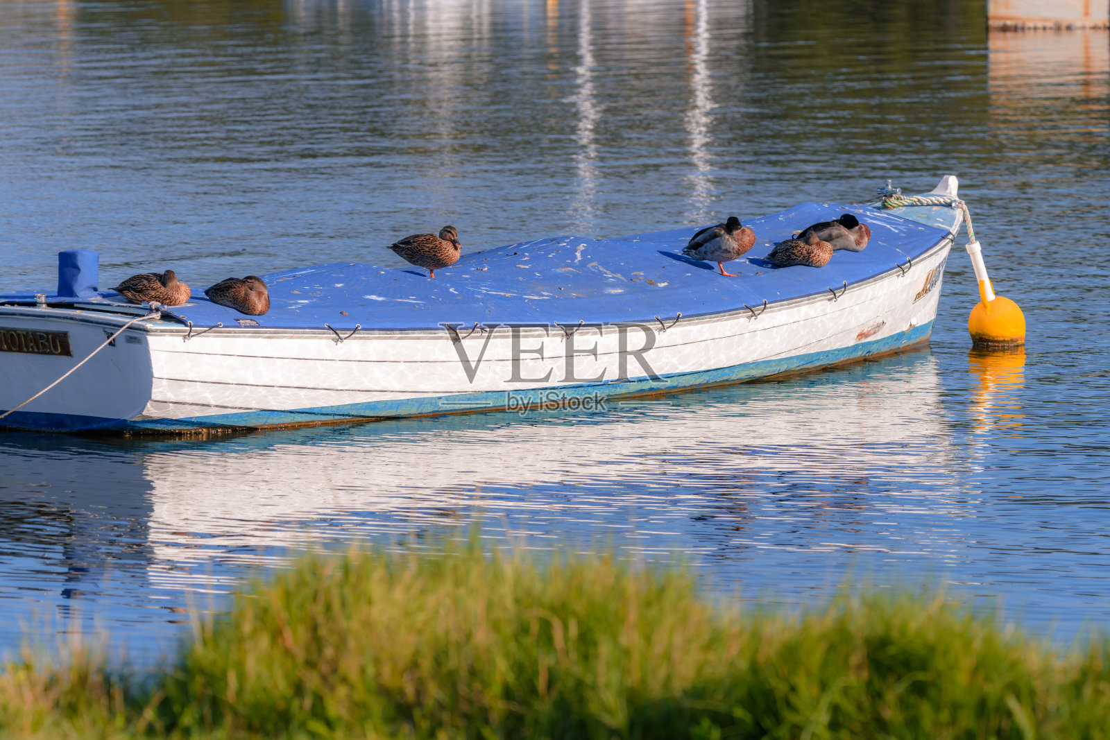 船在水面上,鸭子在休息照片摄影图片