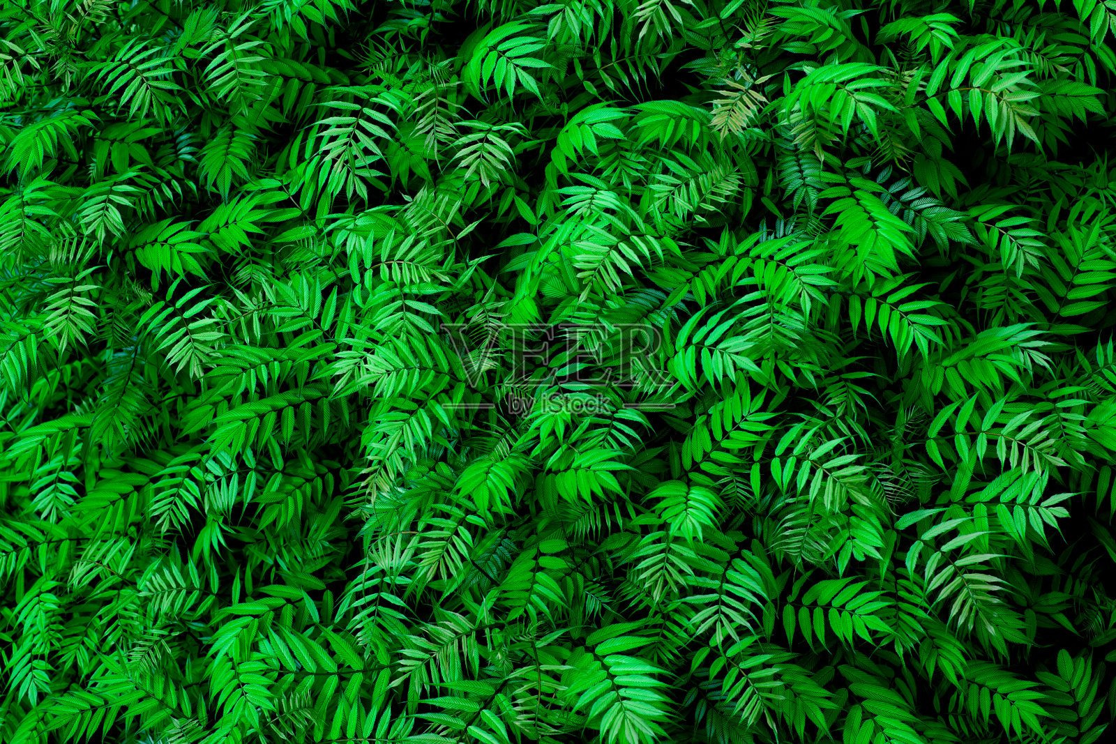 夏天的绿色自然背景。照片摄影图片