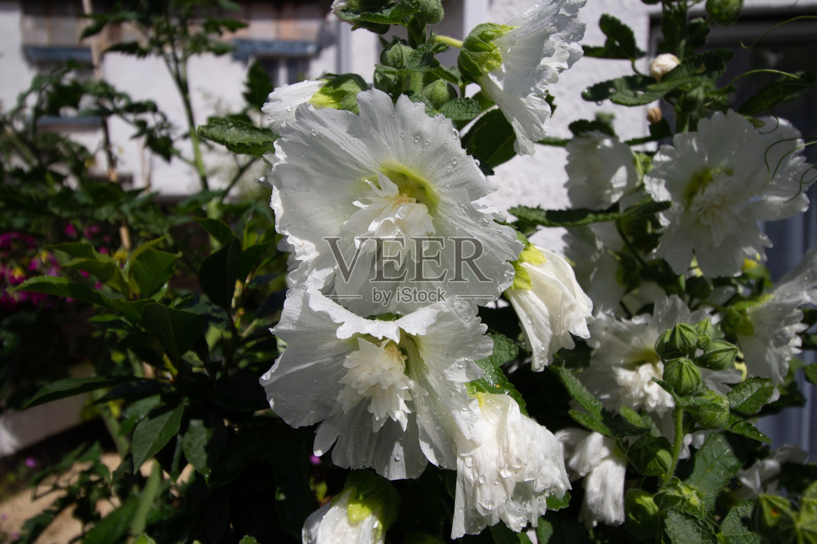 白蜀葵照片摄影图片