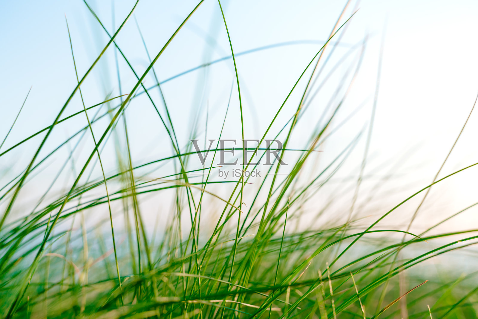 天然绿草背景与天空照片摄影图片