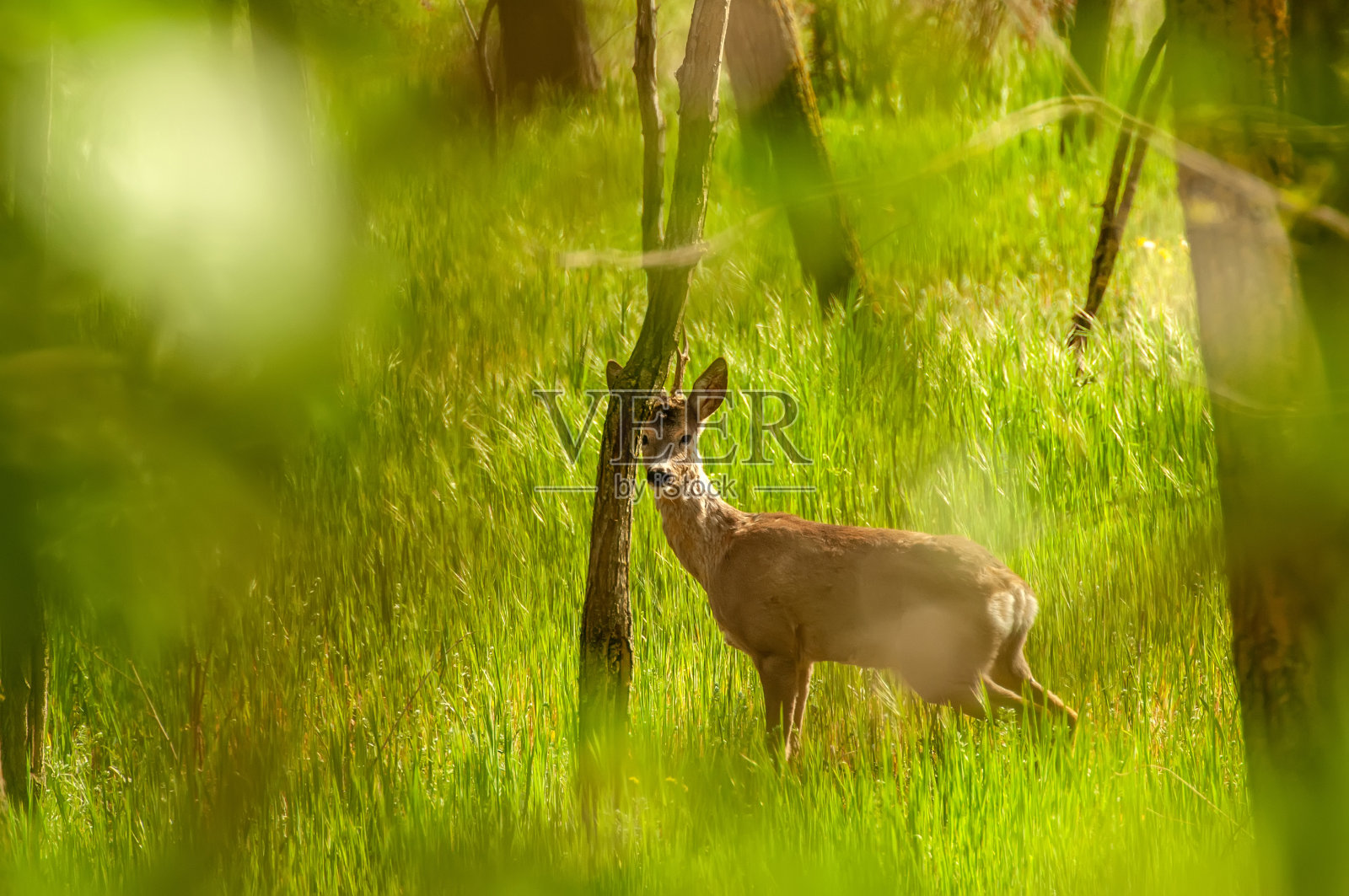 森林里的狍子照片摄影图片