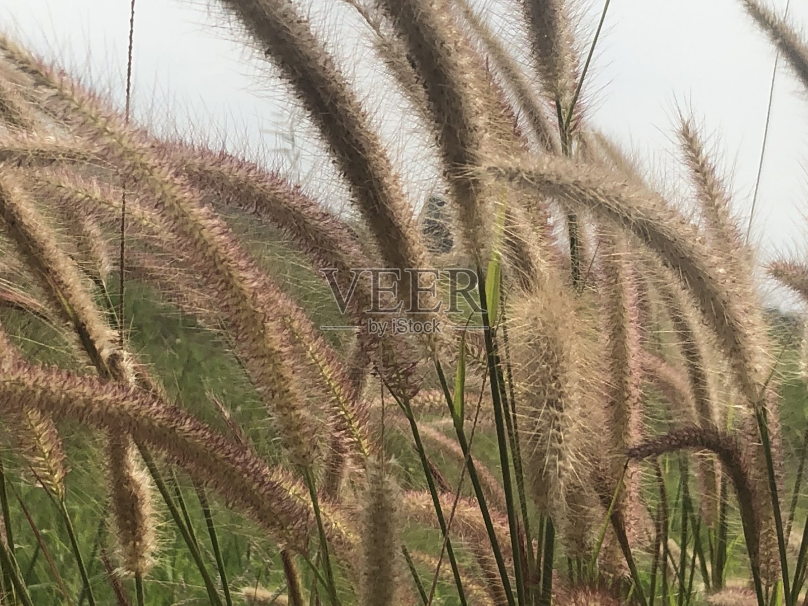 草地上的狼尾草照片摄影图片