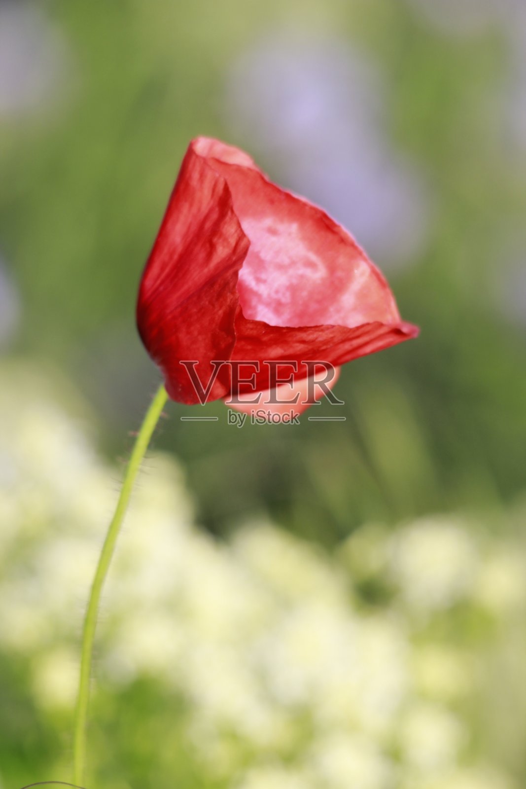 红色的花朵特写照片摄影图片