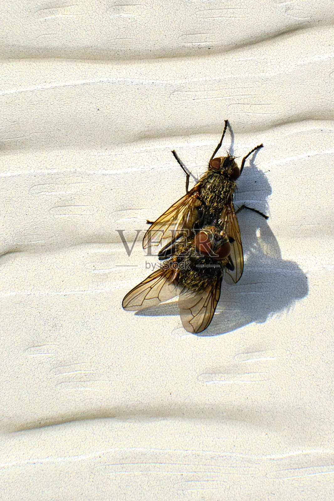 群飞(花粉鲁迪斯)照片摄影图片