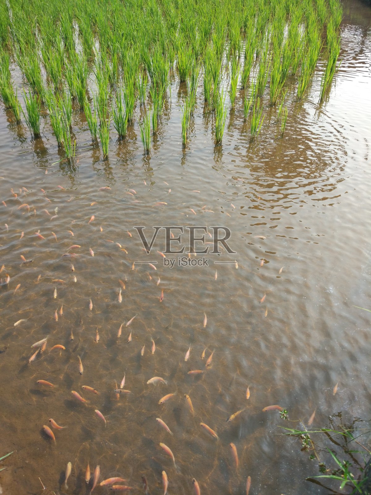 鱼在泥泞池塘的照片照片摄影图片