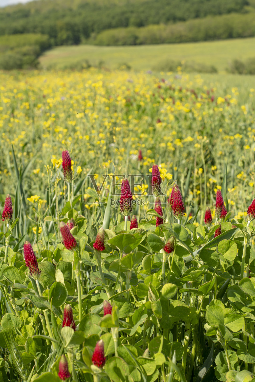 在春天开花的深红色三叶草(红三叶草)的农田。有选择性的重点。照片摄影图片
