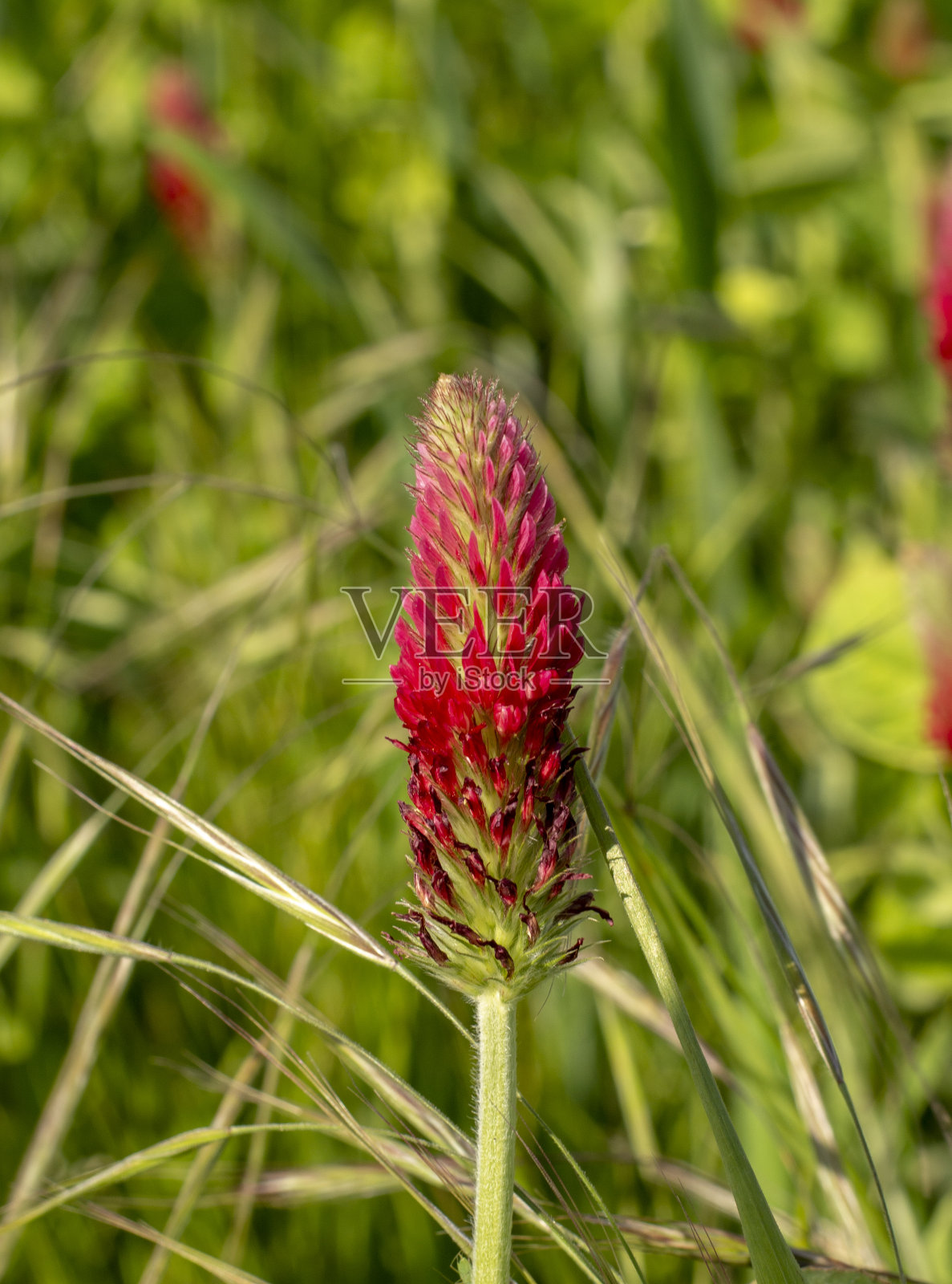 在春天开花的深红色三叶草(红三叶草)的农田。有选择性的重点。照片摄影图片