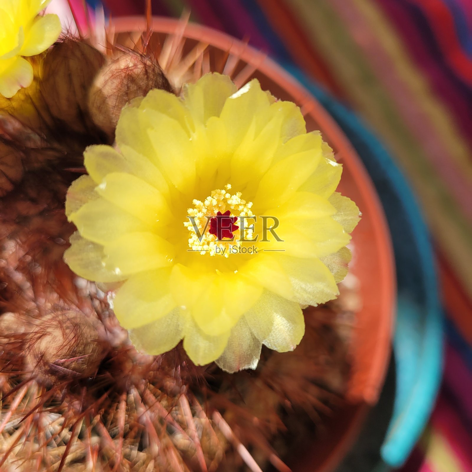 黄色的仙人掌花照片摄影图片