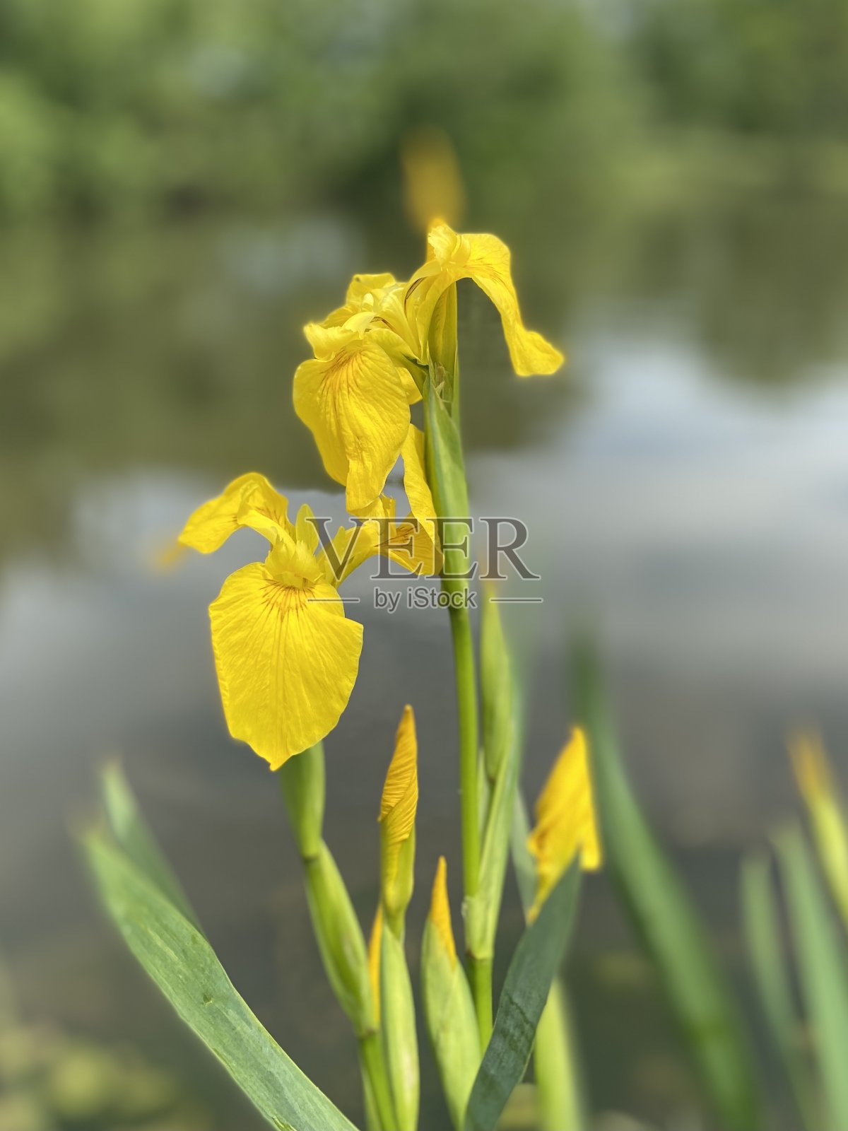 西伯利亚的虹膜照片摄影图片