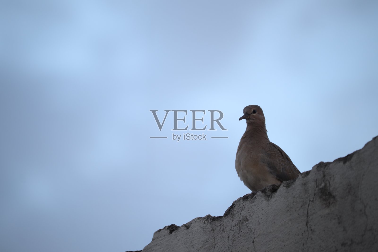 鸟照片摄影图片