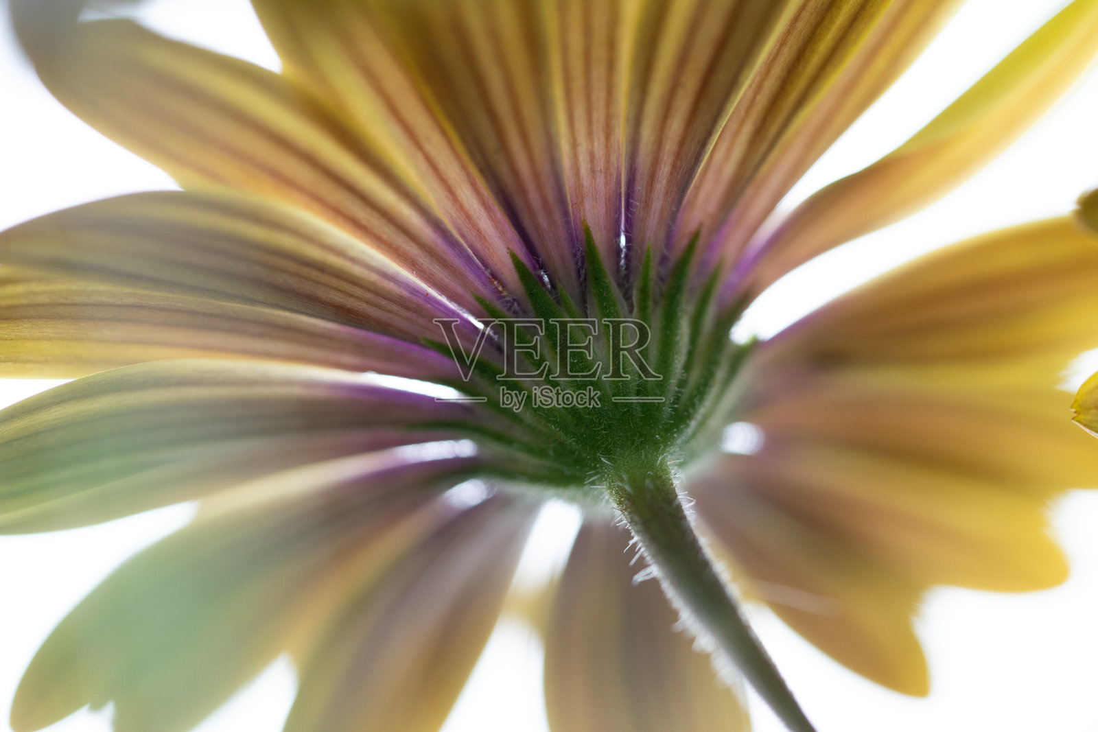 2021年4月的鲜花照片摄影图片