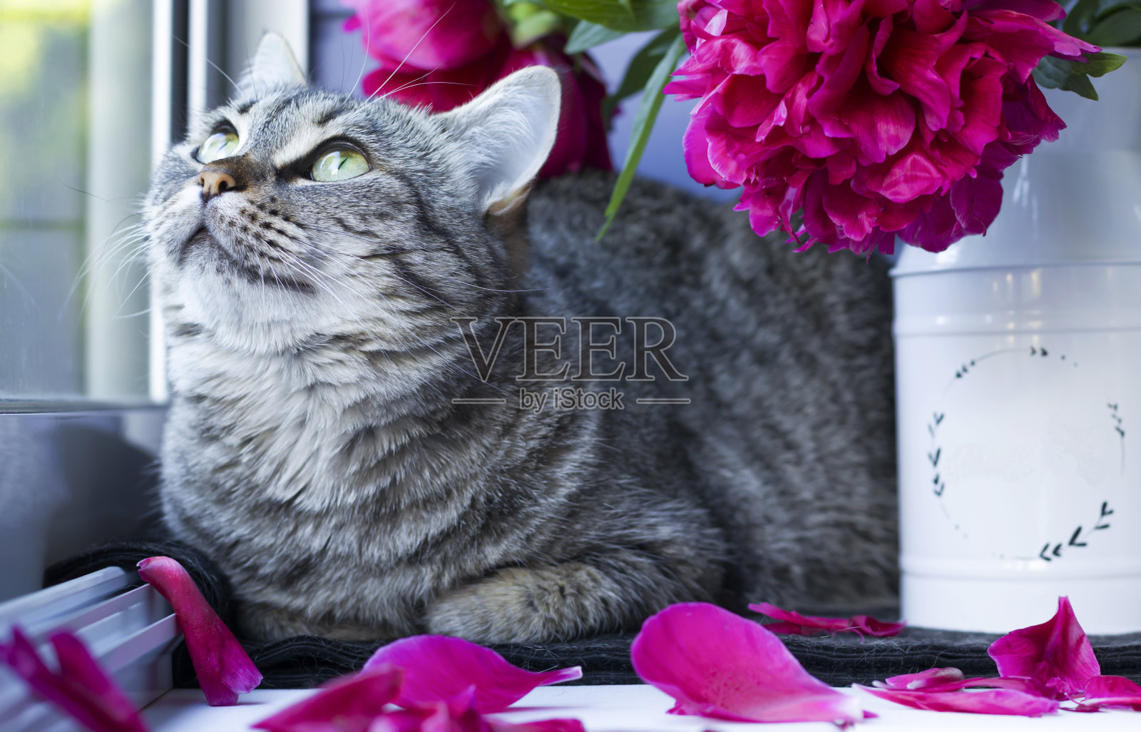 过敏原在家里。美丽的虎斑猫,绿眼睛和一束牡丹。毛茸茸的宠物,花朵——人类过敏的原因。舒适的早晨在家里。照片摄影图片