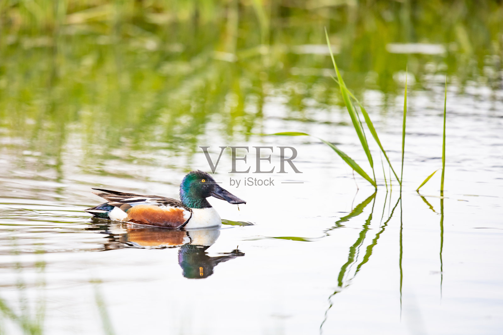 英俊的雄性北方铲鸭游泳在一个安静的池塘照片摄影图片
