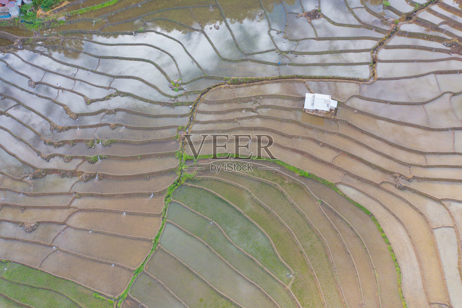 鸟瞰图水稻梯田与水反射,绿色农田在农村,山丘陵山谷,帕邦平,泰国清迈。自然景观。农作物的收成。照片摄影图片