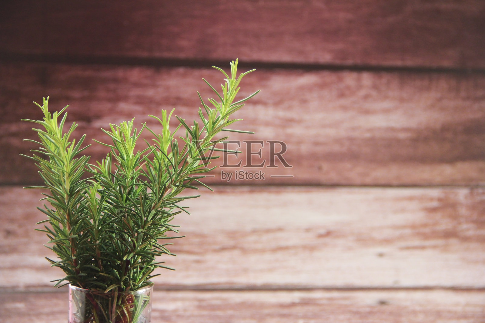 带有尖叶子的绿色迷迭香的小枝照片摄影图片