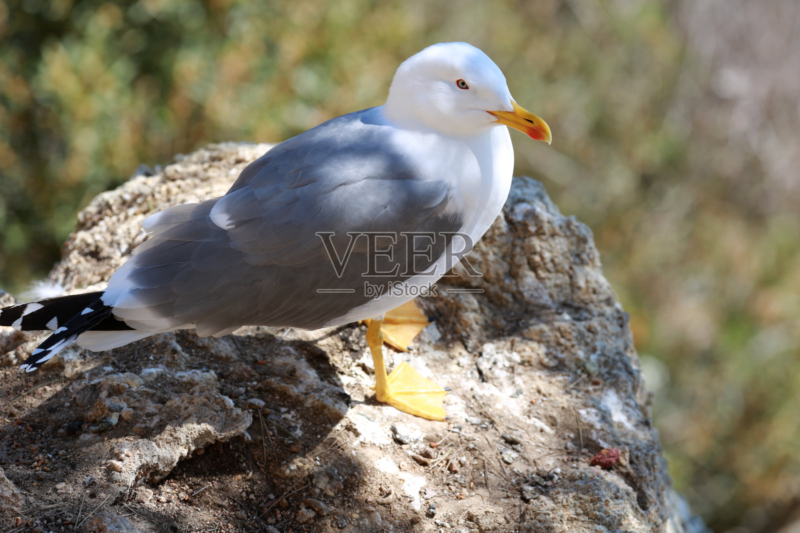 白色的海鸥在海边飞翔照片摄影图片