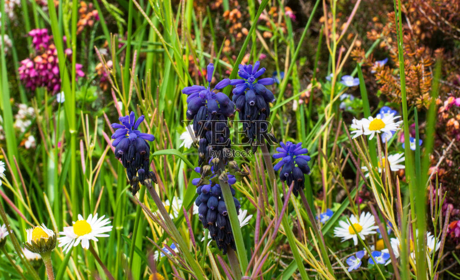 春天树林是彩色的照片摄影图片