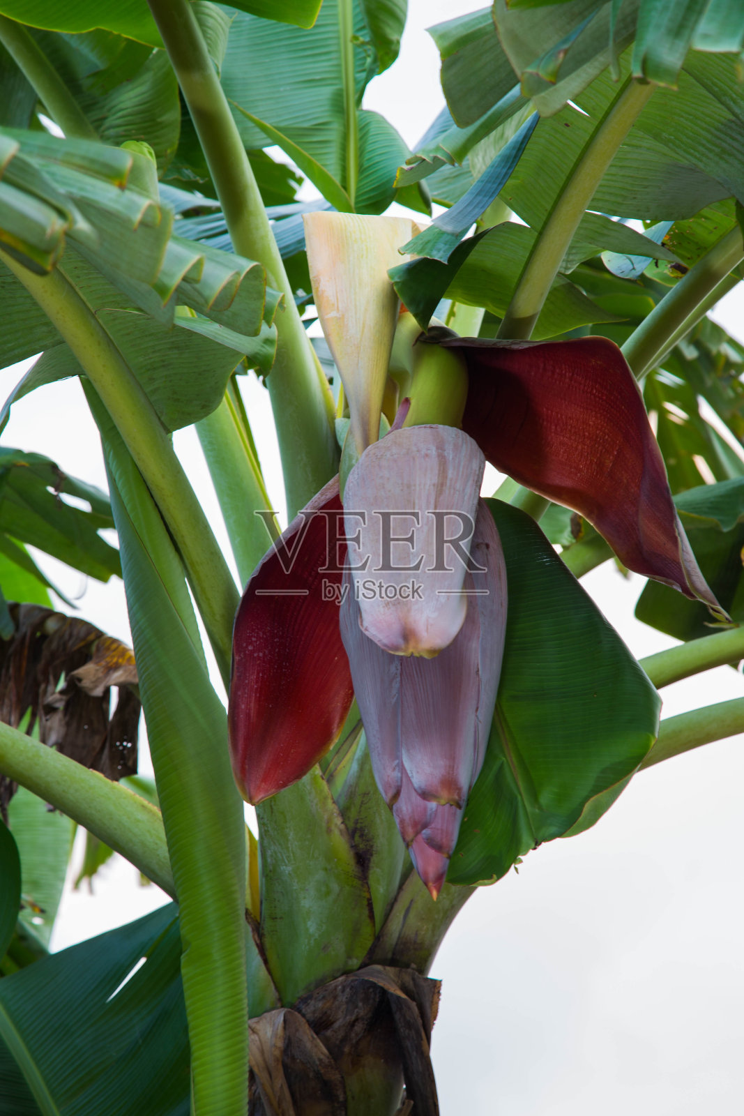 青香蕉,生香蕉,香蕉树照片摄影图片