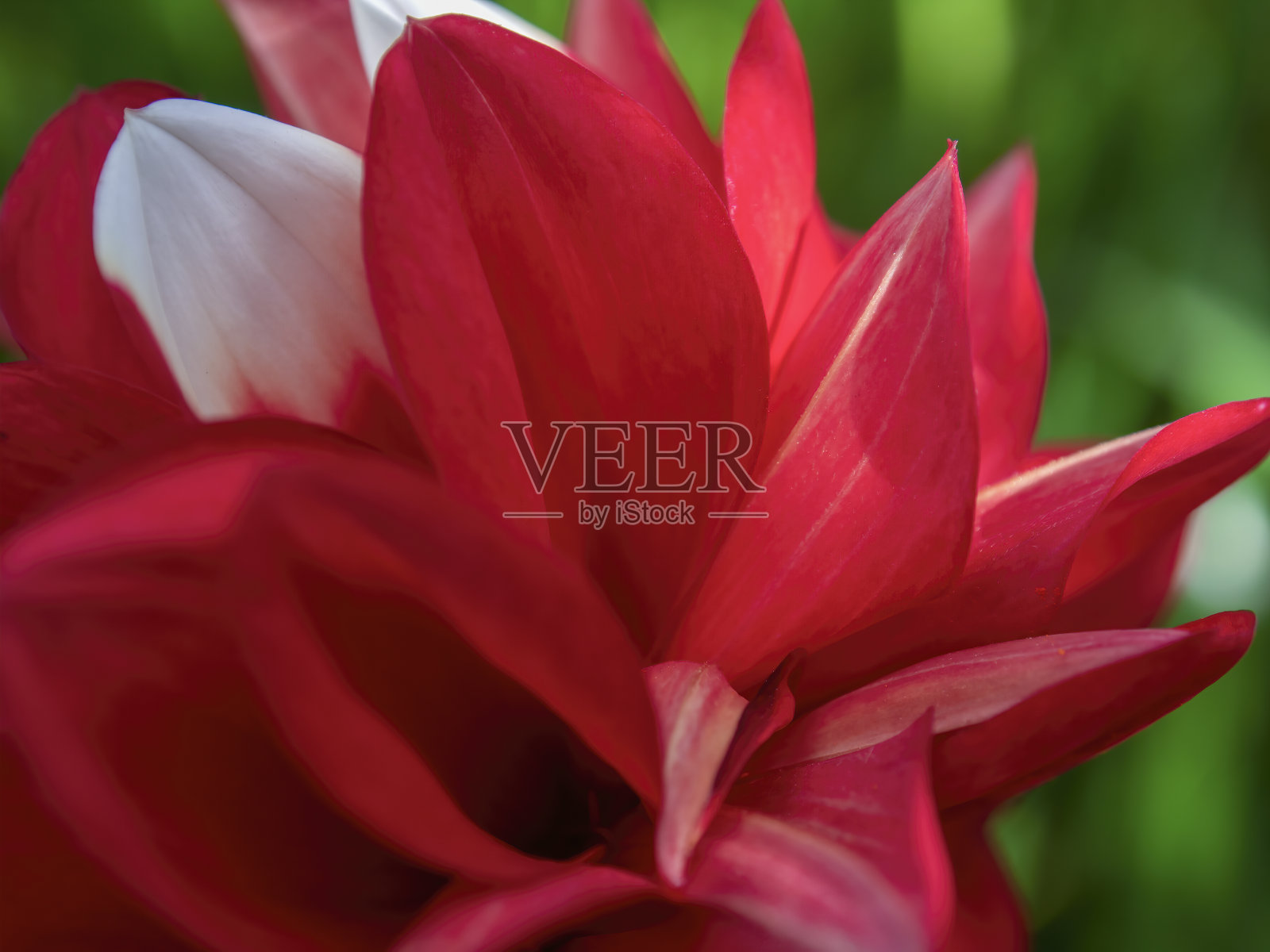 微距摄影的一个红色和白色的大丽花照片摄影图片