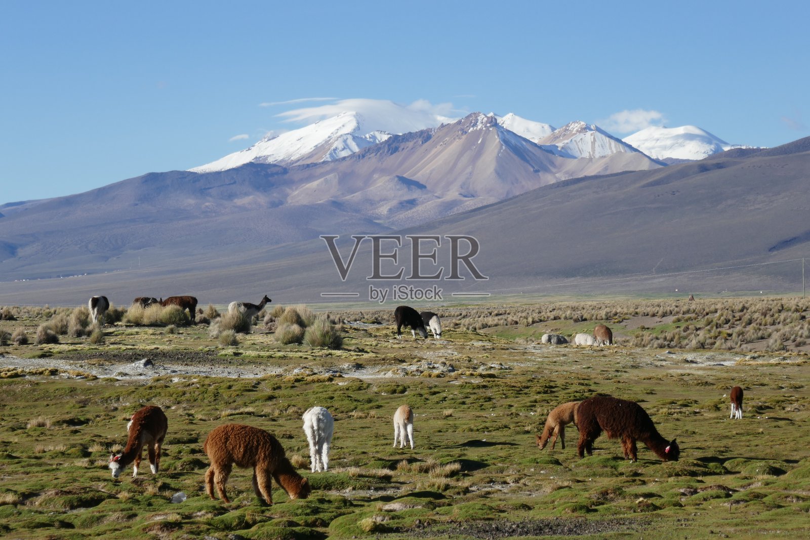 玻利维亚高原大羊驼照片摄影图片