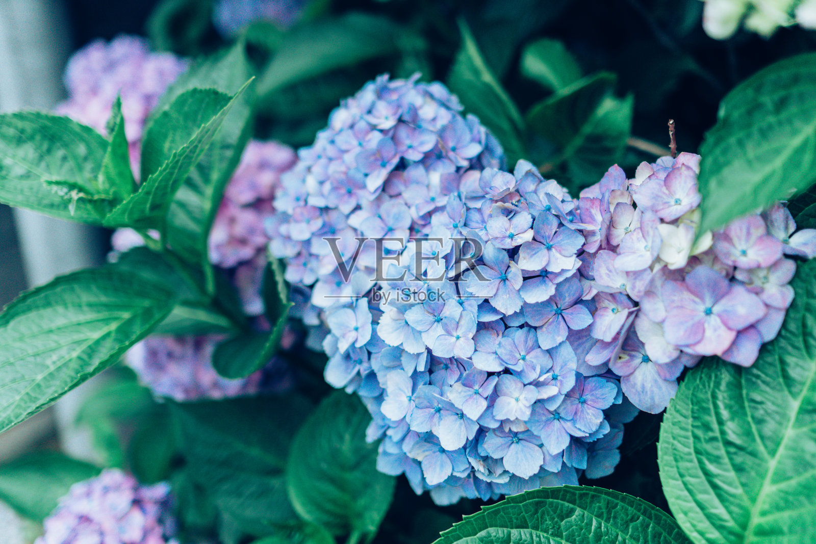 心形的蓝色绣球花。照片摄影图片