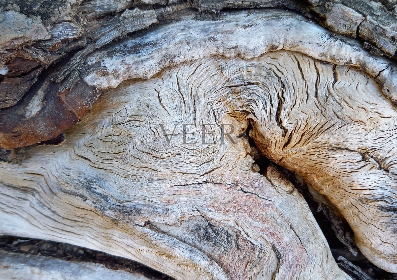 树皮木质纹理照片摄影图片