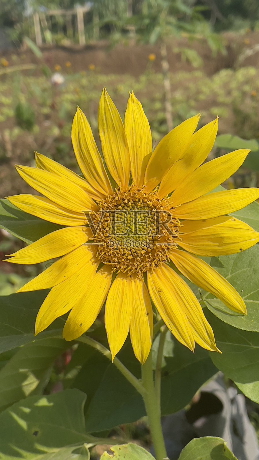 一个单一的向日葵照片摄影图片