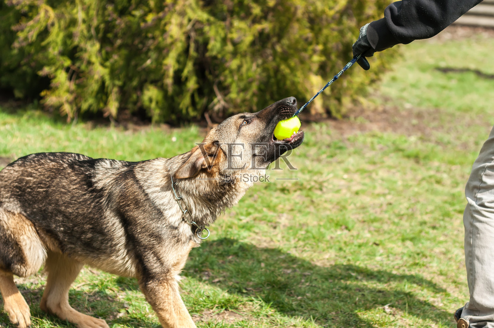 德国牧羊犬幼犬用球训练照片摄影图片