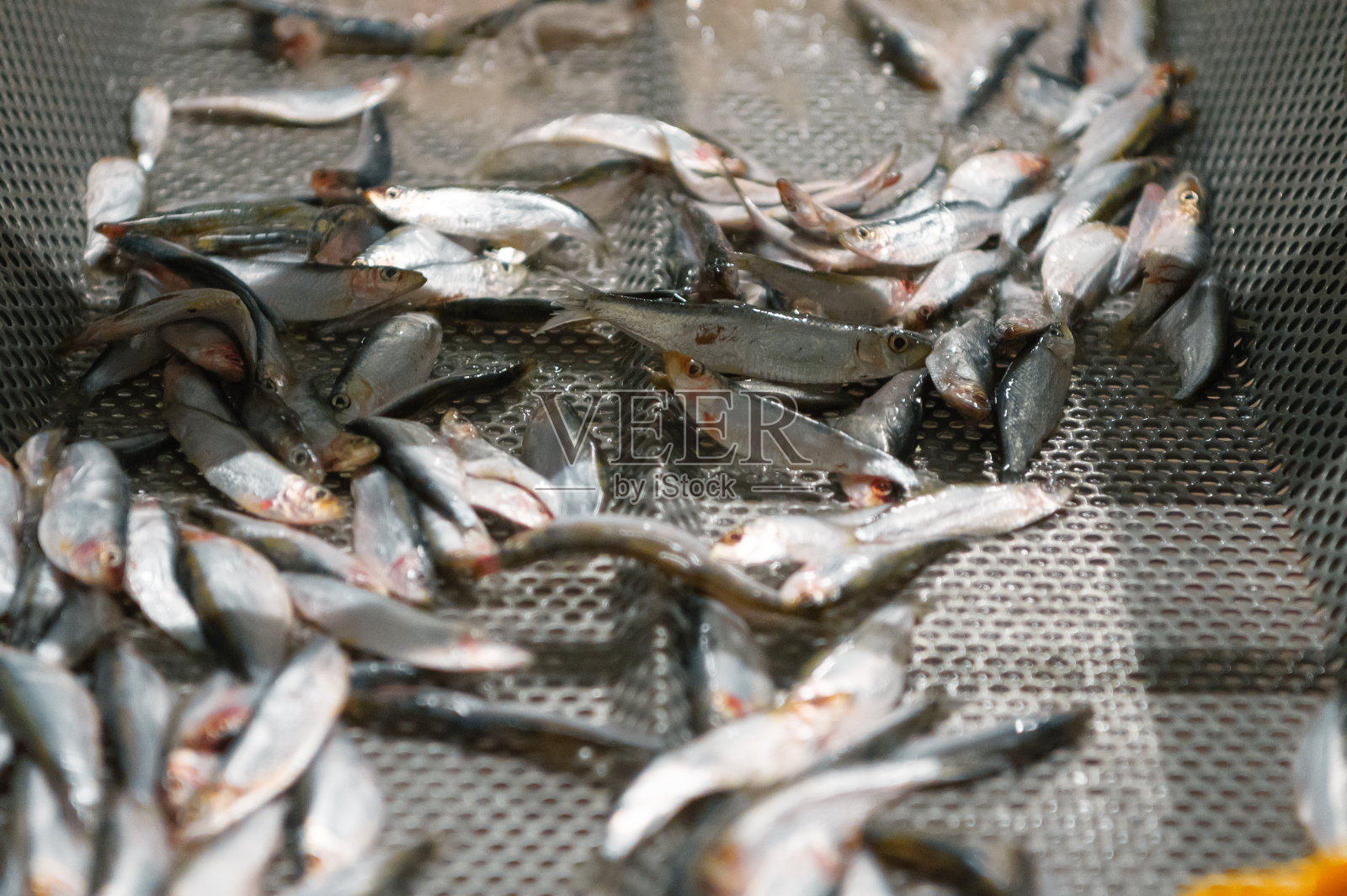 小鱼沿着倾斜的振动传送带移动照片摄影图片