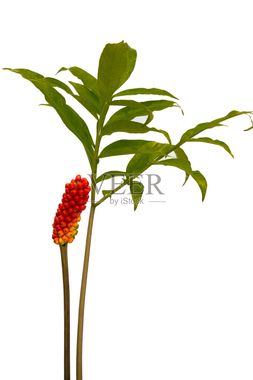 魔芋的水果。五彩缤纷的魔芋果实照片摄影图片