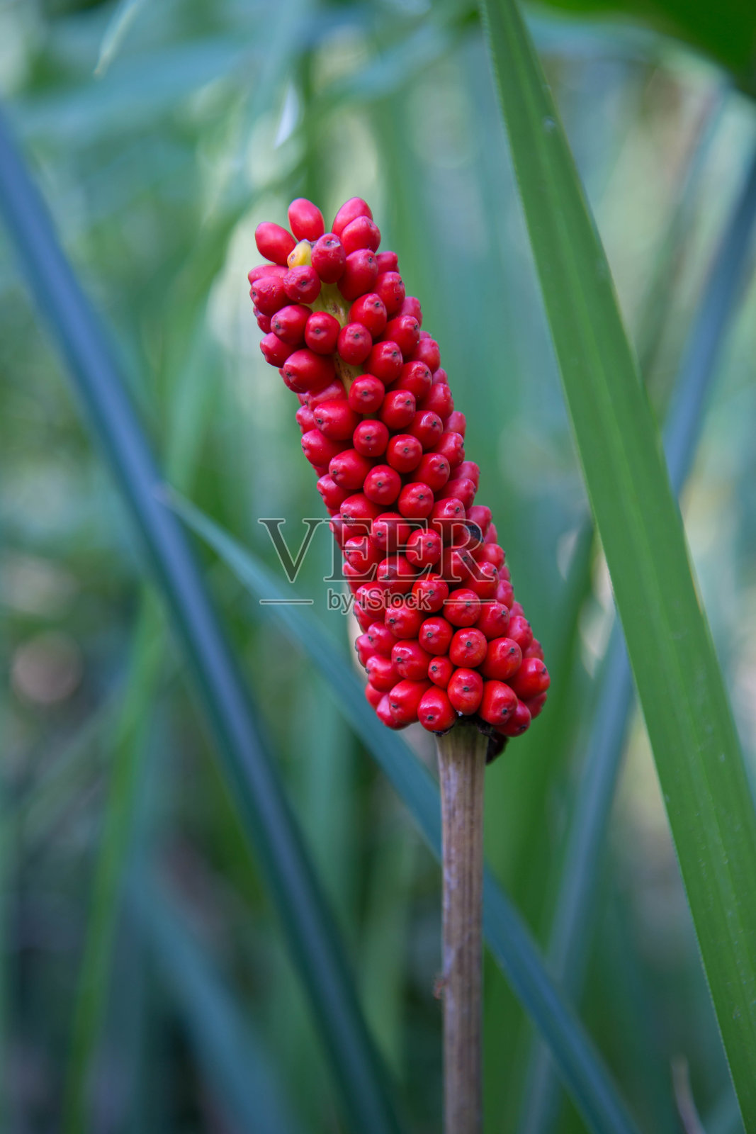 魔芋的水果。自然界中五颜六色的魔芋照片摄影图片