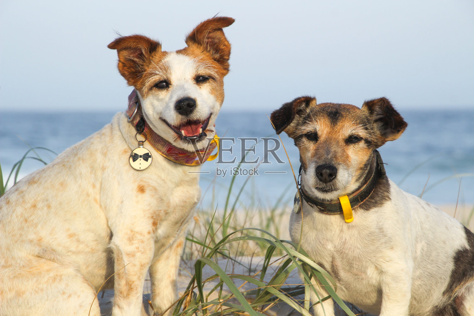 两只棕色、黑色和白色的杰克罗素梗看着镜头,而在海滩上,草地和海洋是背景照片摄影图片