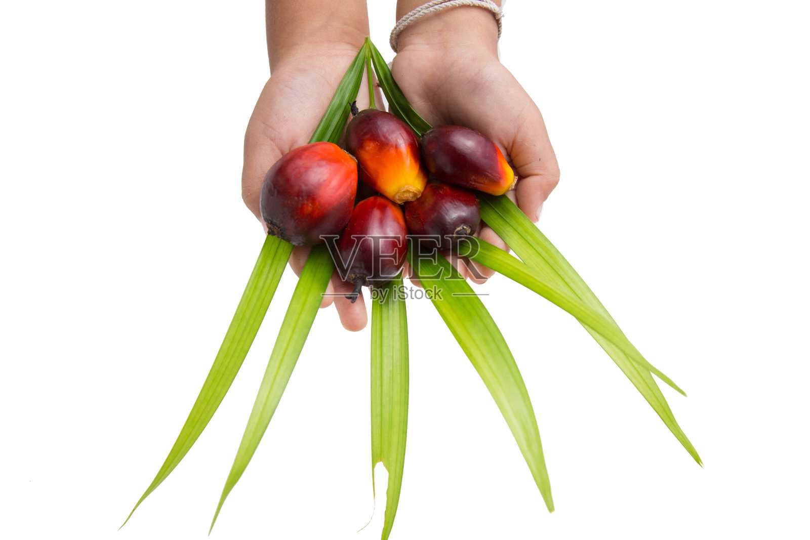 手握棕榈油水果在孤立的白色背景。照片摄影图片