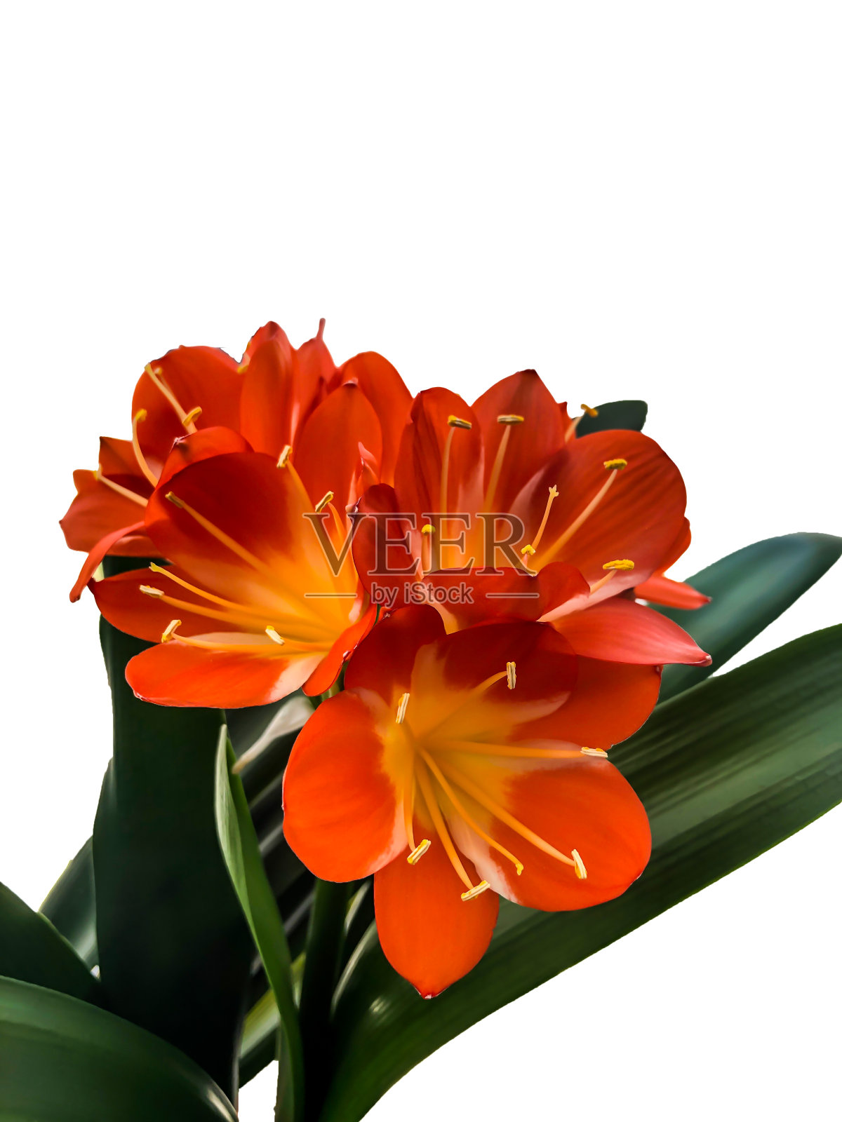 橙色花孤立在白色背景上照片摄影图片