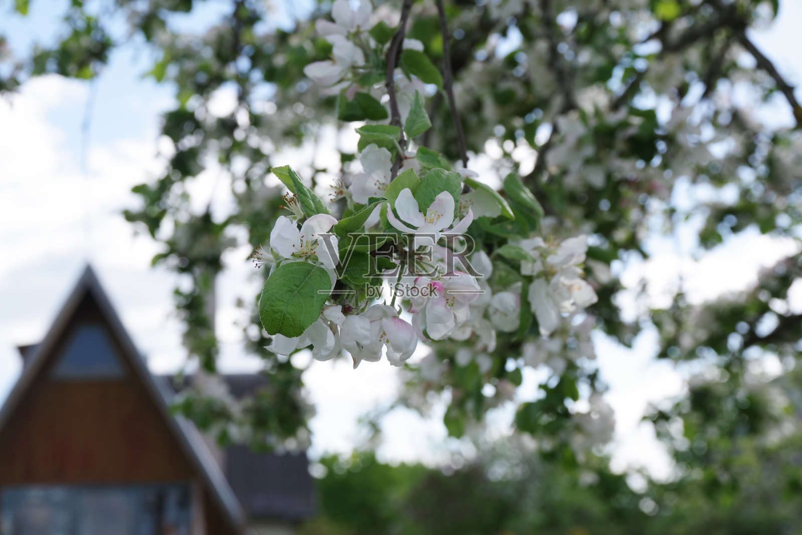 春天的苹果花在花园里照片摄影图片