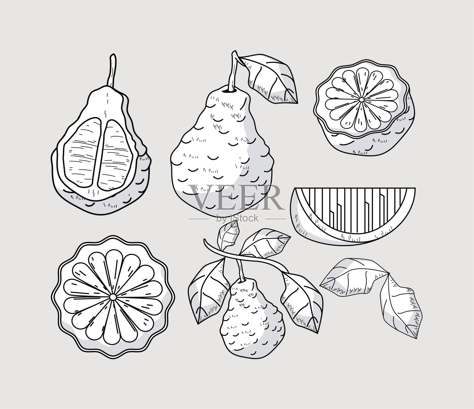 六个佛手柑图标插画图片素材