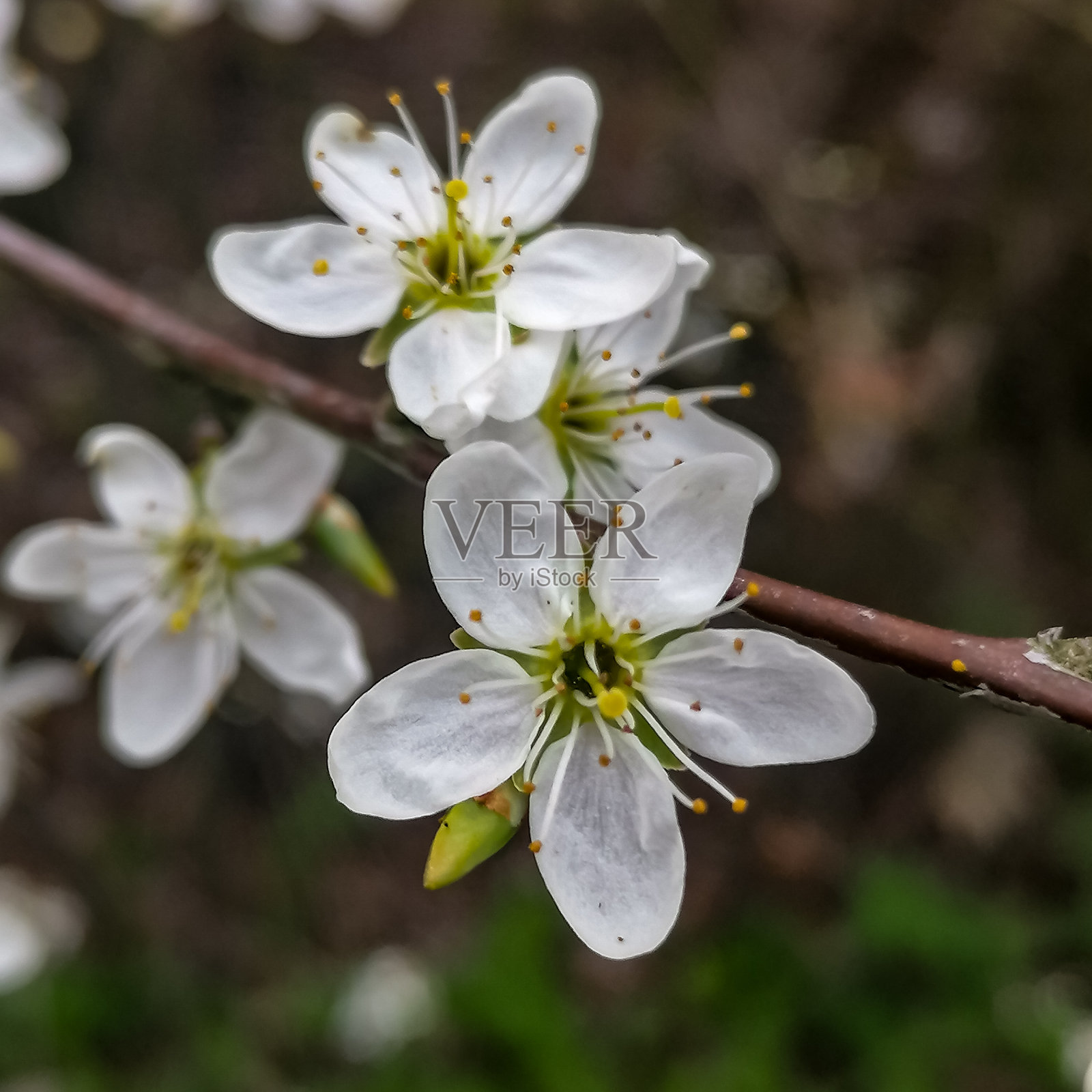 灌木和树上开白色的花照片摄影图片